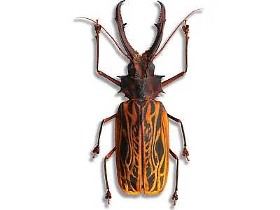 Insane JUMBO Macrodontia Cervicornis Beetle Peru MALE +135mm Unspread In USA A • $347