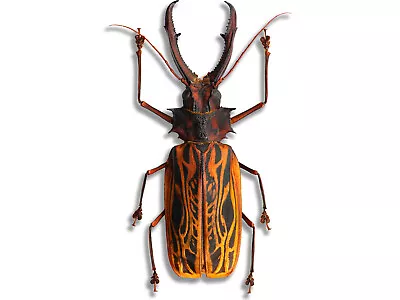 Macrodontia Cervicornis CRAZY HUGE Beetle Peru MALE +146mm Unspread In USA F • $397