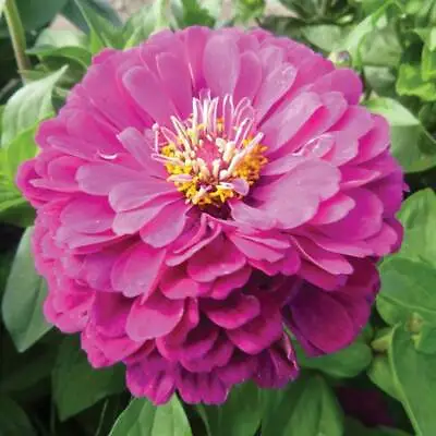 50 X ZINNIA ELEGANS Giant Purple Prince Seeds – Quality UK Seed *Fast Dispatch* • £2.49