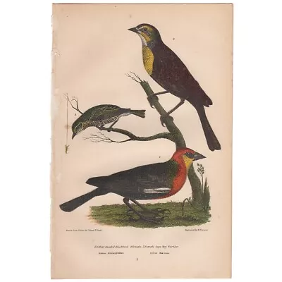 Wilson American Ornithology Antique 1876 Litho Octavo 3 Yellow-headed Blackbird • $26