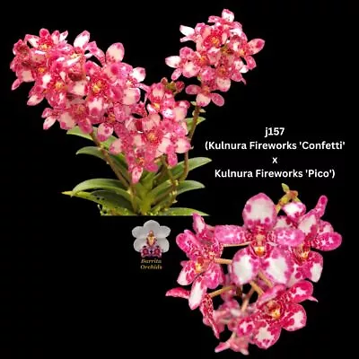 Sarcochilus Orchid Seedling. J157 (Kulnura Fireworks 'Confetti' X Kulnura Firewo • $12.50