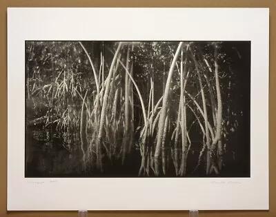 Camille Lenore - Mangrove Reflections 2009 - Signed Original 11 X19  Photograph • $75