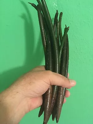 3 Florida Mangrove Seeds • $7.27