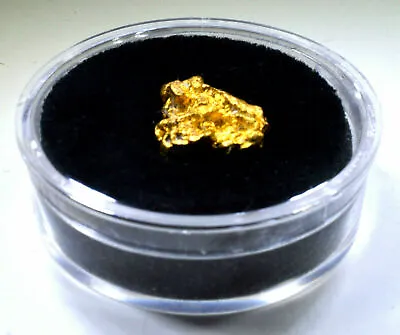 $3.88 • Buy Large Natural Gold Nugget Gem Holder For Alaskan & Australian Gold Nuggets
