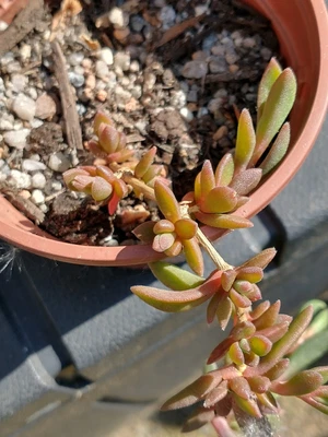 £4 • Buy Delosperma Cooperi John Proffitt, Trailing Hardy Succulent, Alpine, Rockery