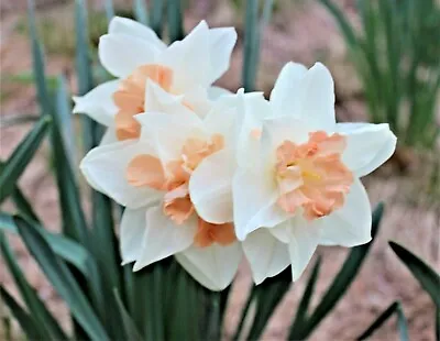 Pink Double Daffodil Bulbs | Daffodil Replete| Fragrant | Deer Resistant • $12.99