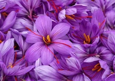 SAFFRON CROCUS BULBS | Prechilled Crocus Bulbs | Ready To Grow & Sprouting • $15.99