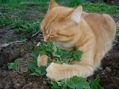 $4.89 • Buy 2 Piece Happy Cat Pack Catnip And Catgrass Seeds 360 Seed Pack
