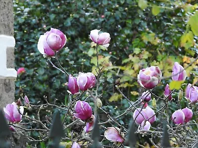 Magnolia Tree Flower Pink 5 Seeds • £2.06