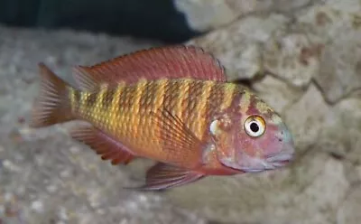 Tropheus Moorii Tanganyika Cichlid Tropheus Moorii 4cm • £20