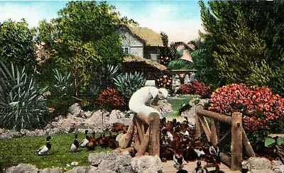 The Famous Trained Wild Ducks Lost Lake Miami Florida Vintage Postcard • $8.50