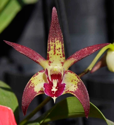 $20 • Buy Orchid -Dendrobium Ulmarra 'Mickey B' X Speciosum 'Bomberland' AM/OSCOV HCC/AOC