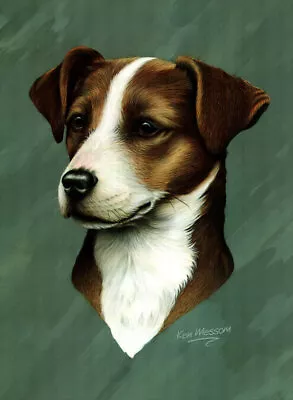 Print Of A Jack Russell Terrier By Ken Messom Collectable • £15.99