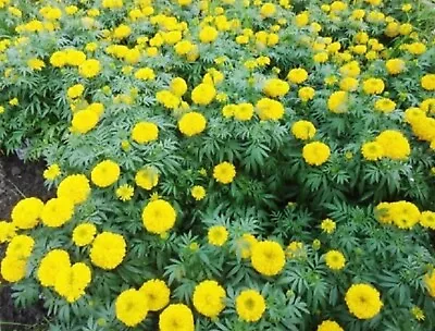 Yellow African Marigold  350 Seeds ( Hoa Vạn Thọ)  • $3