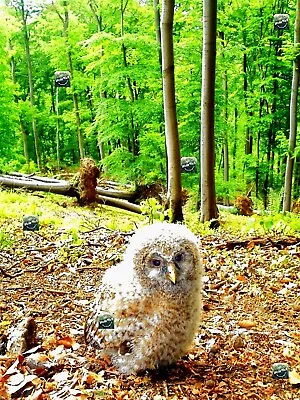 Photo Digital Wallpaper Image Picture  Background Animal Owl Nature- Forest Bird • $0.99