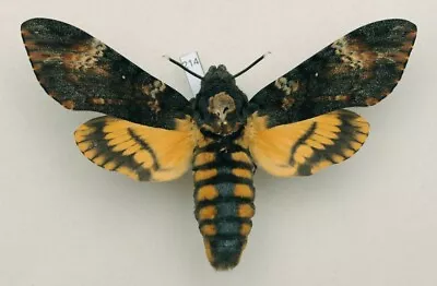 Sphingidae - Acherontia Atropos - Death's-head Hawk-moth - #214 - Female • $21.64