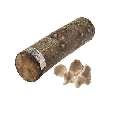 12 In. Oyster Mushroom Log • $34.22