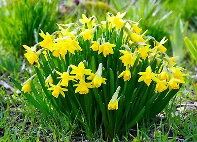 *daffodil Bulbs* 20qty • $8
