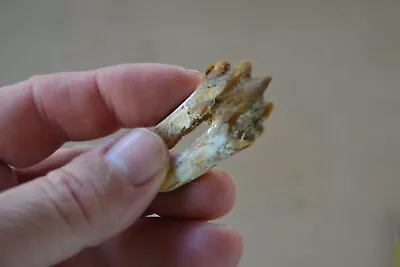 Basilosaurus Tooth Fossil Eocene From Morocco • $35