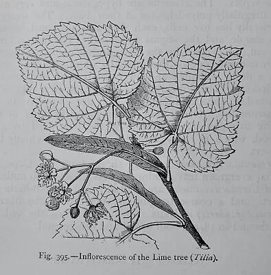 C1872 Antique Figuier Print INFLORSCENCE OF THE LIME TREE The Vegetable World • £8.95