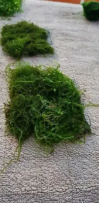 £3.50 • Buy Moss On Mesh Carpeting Live Aquatic Plant Aquarium 