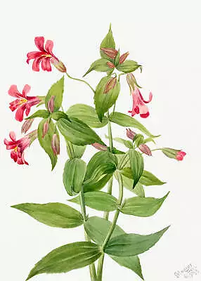 Botanical Plant Illustration - Lewis Monkey Flower (Mimulus Lewisii) Art Print • $11.95