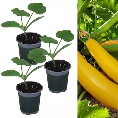 3 X Courgette 'Taxi F1' - Growing Plants In 9cm Pots - Perfect For Beginners • £11.99