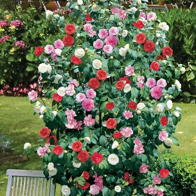 1 X Camellia Tricolour Red Pink White Hardy Bushy Evergreen Shrub Plant In Pot • £15.99