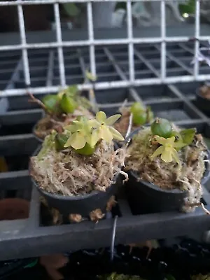 Panisea Apiculata Miniature Orchid Plant Species + PHYTO CERTIFICATE • $35
