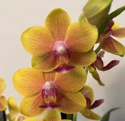 Phalaenopsis “Lioulin Orange” Fragrant 2 Spikes • $35