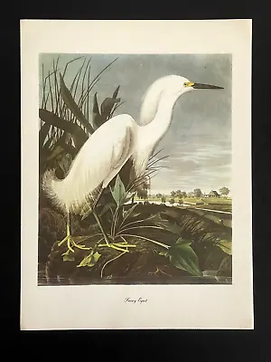 Audubon Print SNOWY EGRET Roger Tory Peterson Vintage 9x12 Lithograph • $20