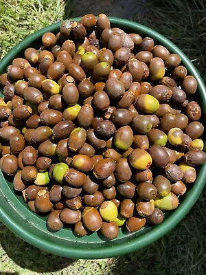 1 POUND Natural WHITE OAK ACORNS - Deer Food - Hunting - Fall Decorations • $25