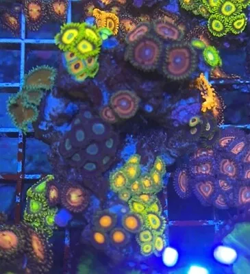 Mixed Zoa Rock 5 WYSIWYG - Zoa/Zoanthid Multi Polyp - Marine Reef Tank • £69