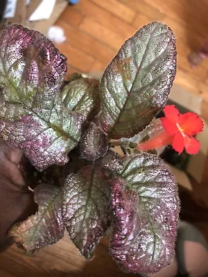 Episcia Varagated Country  Star Plant • $18