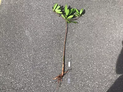 1 Large Red Mangrove*AQUARIUM FISH PLANT***24 Inch • $200