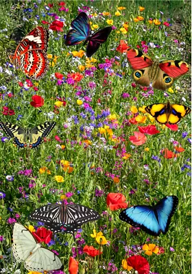 WILDFLOWER Seeds MEADOW Wild Scented Bee Mixed Meadow NO GRASS UK Based 25g • £3.40