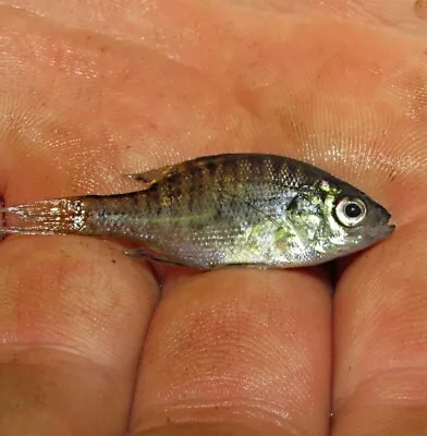 Live Bluegill Sunfish Perfect For Tanks And Aquariums • $5.99