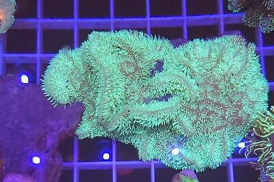 Large Aquacultured Green Hairy Pavona Coral Colony 3.5 -4  • $49.99