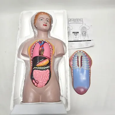 1996 HUMAN FEMALE ANATOMICAL MODEL 18  Tall 14 Parts Sweet Sue Torso Anatomy Vtg • $129.99