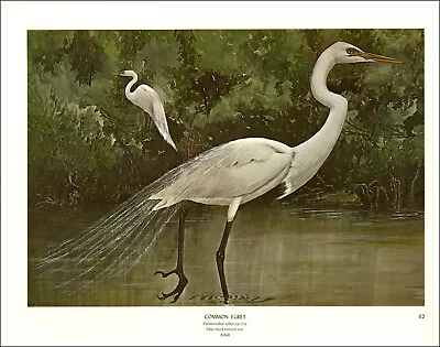 1968 Vintage Print Common Egret Bird Birds Tree Trees Art Home Wetlands • $24.88