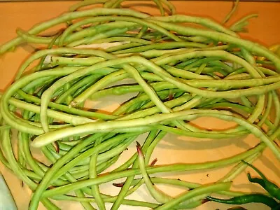 15 Organic Asian Long Bean Seeds (EarlyPale GreenSkinnyVery Long Variety) • $1.99