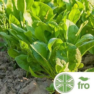 £1.85 • Buy Herb - Sorrel - 800 Seeds - Rumex Acetosa - FAST DELIVERY