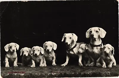 Eight Dachshund Dogs And Puppies Photo Litho Divided Postcard C1930s • $13.05