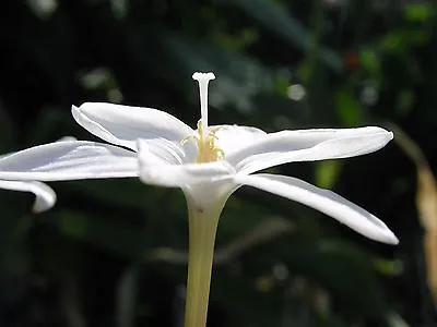 Rain Lily Zephyranthes Traubii San Carlos Form 8 Bulbs RARE Habranthus • $18