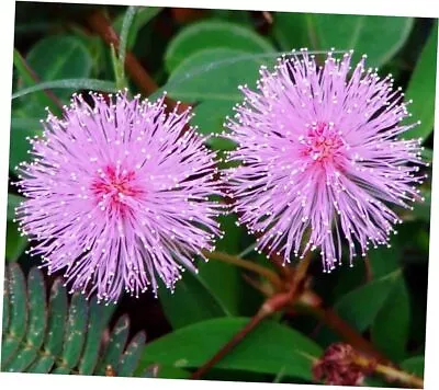Seeds Sensitive Plant Mimosa Shy Grow Quickly Perennial Flowers  • $17.02