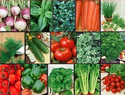 VEGETABLE & HERB Garden Lot ~ 15 Varieties ~ Over 2655 Fresh Seeds • $16.75