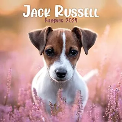 Jack Russell Puppies Mini Calendar 2024 • £6.99