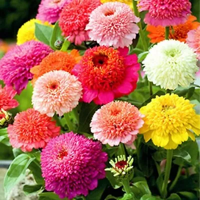 Mixed Color Crested Zinnia Flower Seeds • $1.99