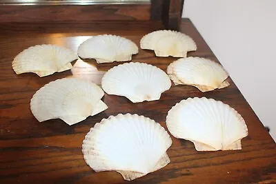 8 Scallop Clam Shell Dishes Baking  Seafood Crab Cakes 5  Or Slightly Less • $12.99