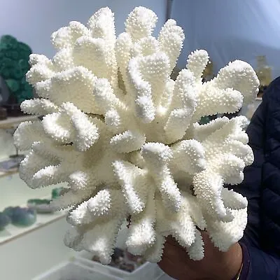 6.66LB Natural White Coral Reef Cluster Ocean Mineral Crystal Specimen • $734.25